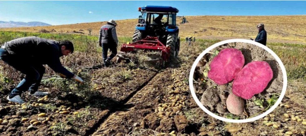NİĞDE PATATES ARAŞTIRMA ENSTİTÜSÜ’NDEN YÜKSEK VERİMLİ YENİ KLONLAR