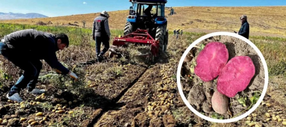 NİĞDE PATATES ARAŞTIRMA ENSTİTÜSÜ’NDEN YÜKSEK VERİMLİ YENİ KLONLAR