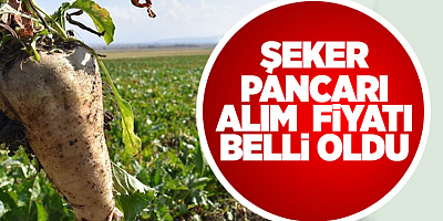 2025-2026 ÜRETİM YILI ŞEKER PANCARI ALIM FİYATI AÇIKLANDI