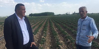 GÜRER, “YAZLIK PATATESTE MALİYET ARTTI, ÜRETİCİ TEDİRGİN!”