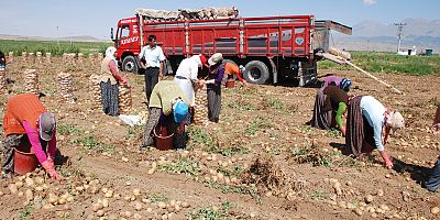 KENAR, MALİYET DÜŞMEZSE PATATES ÜRETİMİ AZALABİLİR