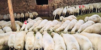 KURBAN KESECEKLERE “KÜÇÜKBAŞ HAYVAN” TAVSİYESİ