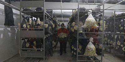 Mahkumlar Tarafından Hücrelerde Üretilen İstiridye Mantarı Satışı Başlandı