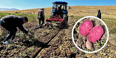 NİĞDE PATATES ARAŞTIRMA ENSTİTÜSÜ’NDEN YÜKSEK VERİMLİ YENİ KLONLAR