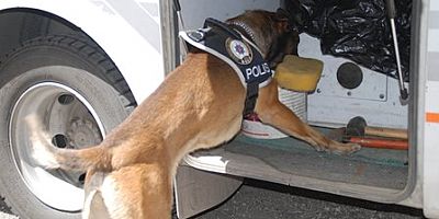 UYUŞTURUCU SATICILARI DEDEKTÖR KÖPEK ARON’DAN KAÇAMADI