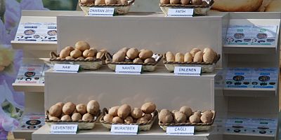 Yerli Patates Tohumu İhaleye Çıkıyor